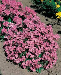 Image result for Arabis