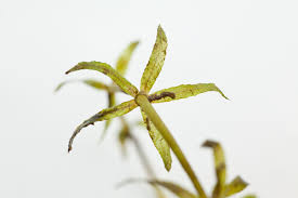 Image result for Hydrilla