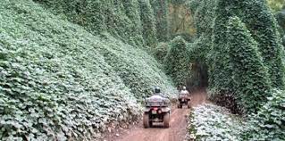 Hatfield Mccoy Atv Utv Trails Atv Trail Riding Trails Heaven Trail Riding Atv Riding American Road Trip