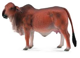 About the breed latest news. Collecta 88600 Brahman Cow Red Animal Figures At Spielzeug Guenstig De