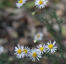 Image result for Felicia muricata