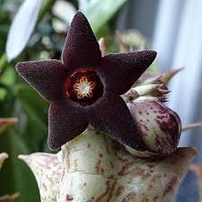 Image result for Orbea maculata