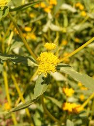 Image result for Flaveria bidentis