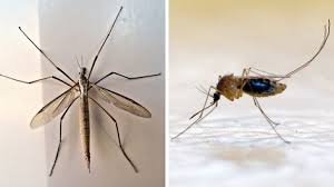 Quelle Est La Difference Entre Un Moustique Et Un Cousin Moustique Moustique Cousin Cousin