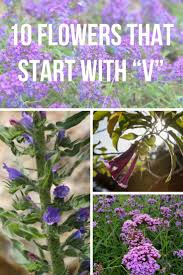 Home » flowers » v. 10 Flowers That Start With V Flowers Garden Blossom