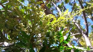 Image result for Harpephyllum afrum