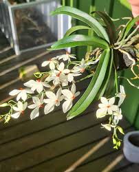 Image result for Aerangis montana