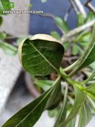 A feast for many insects/mystery plant id/why hydrangea flowers fade pink to tan. 6 Common Issues With Desert Rose Possible Fixes