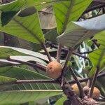 Image result for Ficus saussureana