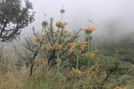 Image result for Leonotis myrothamnifolia