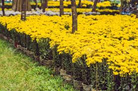 Every 12 years is a rooster year, beginning at chinese new year. Yellow Flowers In Honor Of The Vietnamese New Year Lunar New Year Flower Market Chinese New Year Tet Stock Photo Picture And Royalty Free Image Image 114593779
