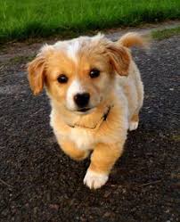 cocker spaniel chihuahua mix chihuahua teacupchihuahua chihuahuacolors cute dogs cute animals baby animals