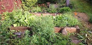 Another allotment newbie here, i have just read through all your allotment posts and found them very inspiring. Top 10 Easy To Grow Vegetables For Your Garden Or Allotment Demuths Cookery School