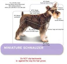 Miniature Schnauzer Grooming Guide Dog Grooming Dog