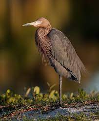 5 Tips For Gorgeous Nature Photography Lighting Photography Rules Wildlife Photography Nature Photography