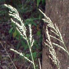 Image result for Arundinella nepalensis