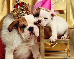 صور كلاب Bulldog بولدوج Bulldog English Bulldog Dog Gifs
