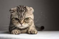 Image result