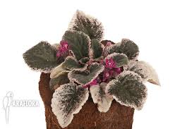 Image result for Saintpauliopsis