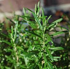 Important tips that ensure you don't kill the plant if you do not have an immediate use to harvest your rosemary plants, you should still prune them several times a year to encourage healthy growth. How To Overwinter Rosemary Growing Rosemary Indoors The Old Farmer S Almanac