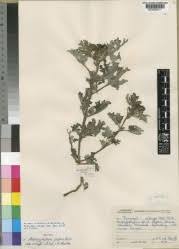 Image result for Harpagophytum zeyheri
