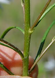 Image result for Aspilia ciliata