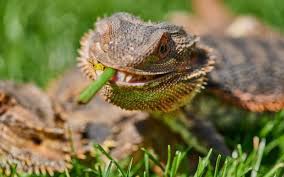 (opens in a new tab). What Do Bearded Dragons Eat Best Food List And Feeding Guide Everything Reptiles