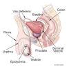 Esophagus, stomach, liver, pancreas, small intestine, large intestine, rectum, and anus. 1