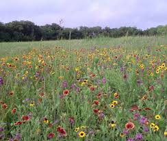 Check spelling or type a new query. Wildflowers Native Texas Mix 1 Pound East Texas Seed Company