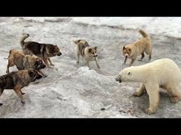 En Guclu Kopekleri Sectik Kangal Pitbull Presa Canario Cane Corso Rottweiler Strongest Dogs Youtube