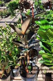 Image result for Ficus elastica