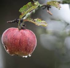 Gesundheits Tipp Apfel Gegen Birne Was Ist Gesunder Welt