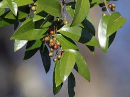 Image result for Smilax