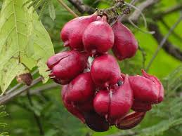 Image result for Paullinia pinnata