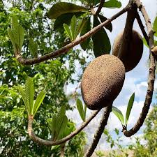 However, trees do not produce fruits just for us. Mamey Sapote Cuban Fruit Trees For Sale Fastgrowingtrees Com