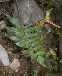 Image result for Anemiaceae