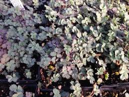 Image result for Holubia saccata