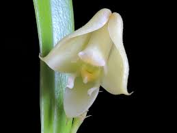 Image result for Polystachya galeata