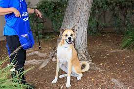 We couldn't do what we do without the help of our dedicated volunteers. Volunteer Login San Diego Humane Society