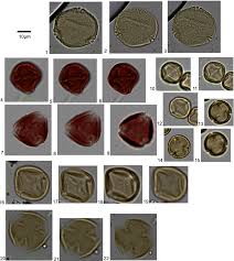 Image result for Cliffortia nitidula