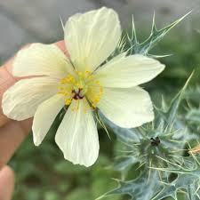 Image result for Argemone ochroleuca