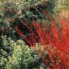 Red Twig Dogwood Live Plant Fast Growing Trees Bushes Shrubs Etsy In 2021 Red Twig Dogwood Dogwood Shrub Red Shrubs