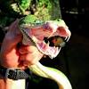 The fangs of the emerald tree boa are not for the delivery of a venomous bite, but are long enough to capture prey. 1