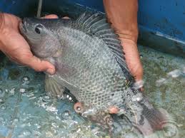Cara Cepat Membudidayakan Ikan Nila