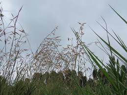 Image result for Aristida congesta