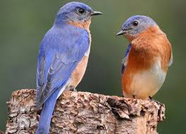Birds Of Eastern Pa Pin On To Paint