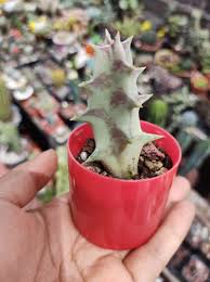 Image result for Orbea melanantha