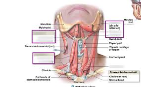 The muscles of the neck are present in four main groups. Lab 7 Anterior Neck Muscles Diagram Quizlet