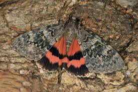 Image result for Catocala electa