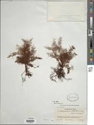 Image result for Abrodictyum